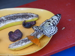 FZ007385 Butterflies on bananas.jpg